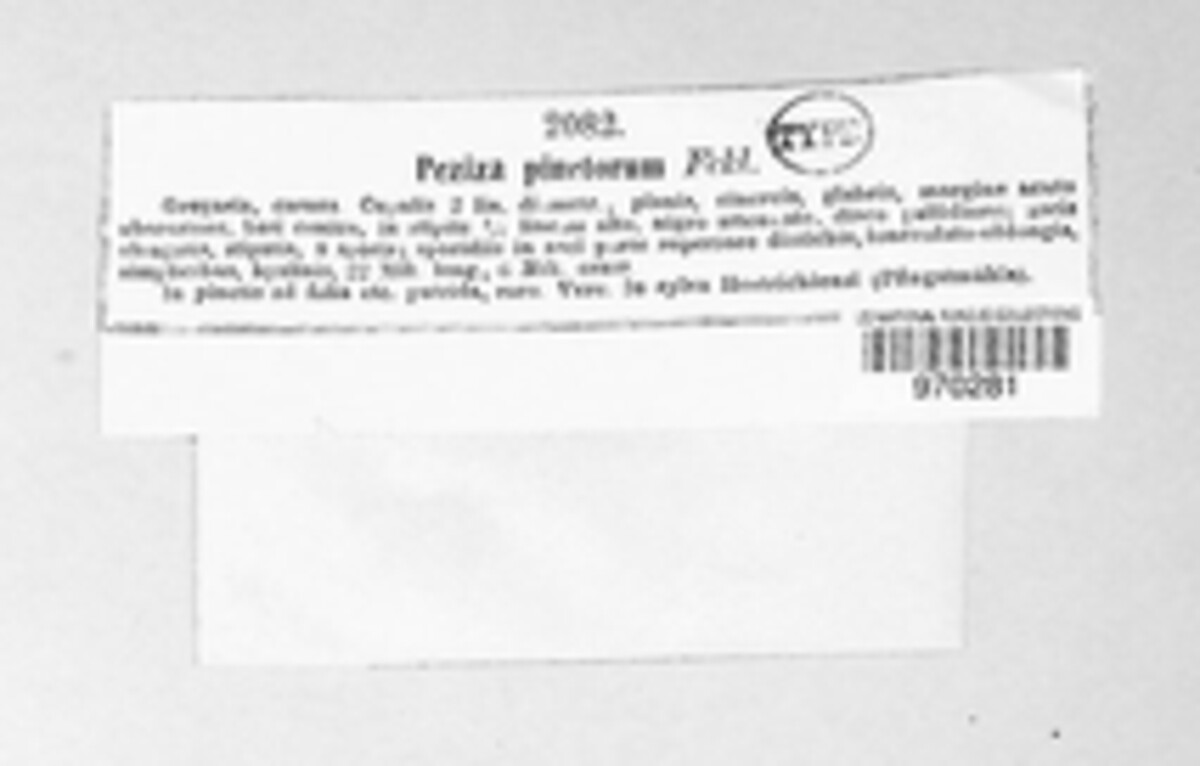 Moellerodiscus pinetorum image